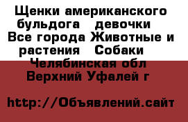 Щенки американского бульдога ( девочки) - Все города Животные и растения » Собаки   . Челябинская обл.,Верхний Уфалей г.